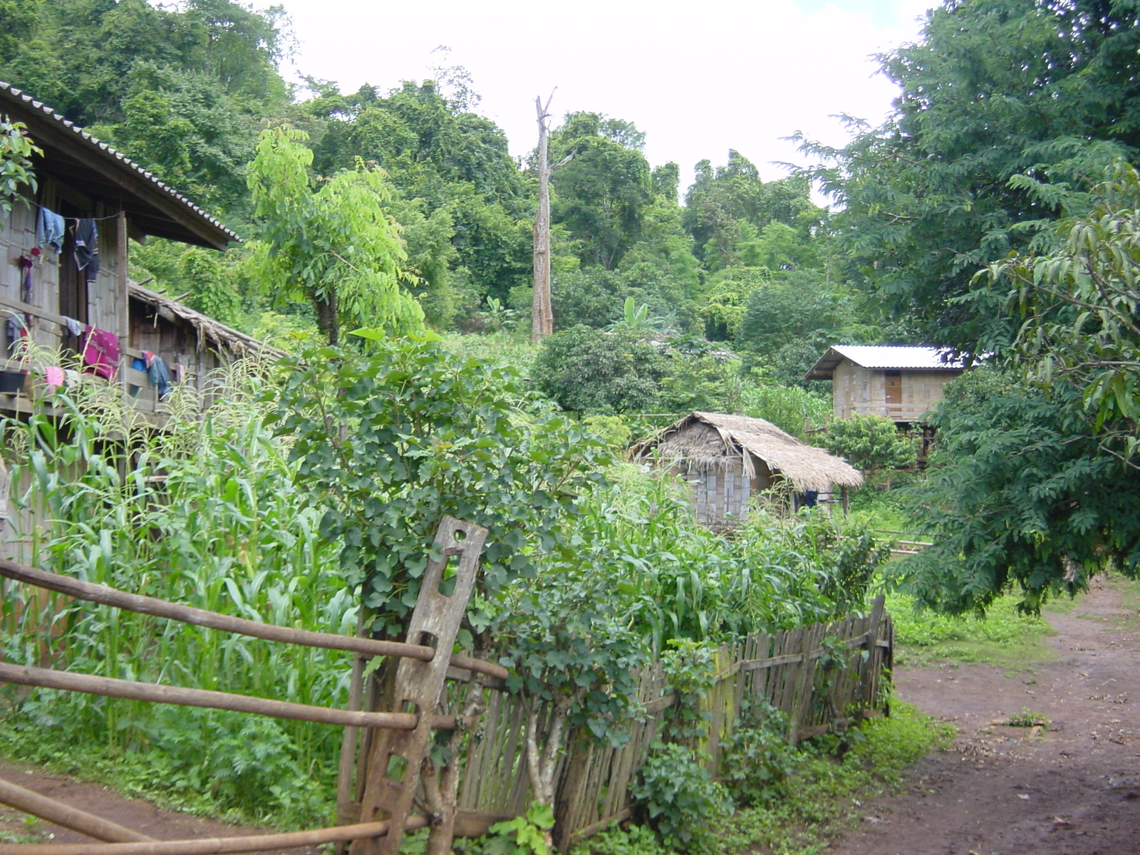 รูปถ่าย ไทย(Thailand) แม่ฮ่องสอน(Mae Hong Son) 2003-07 5
