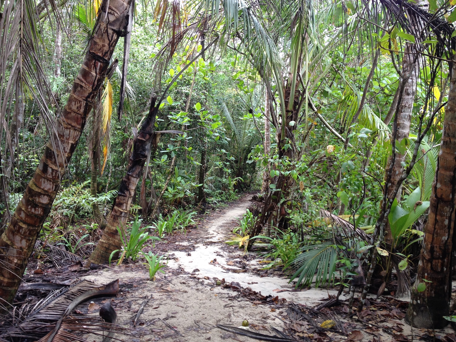 รูปถ่าย คอสตาริกา(Costa Rica) กาอุยตา(Cahuita) 2015-03 48