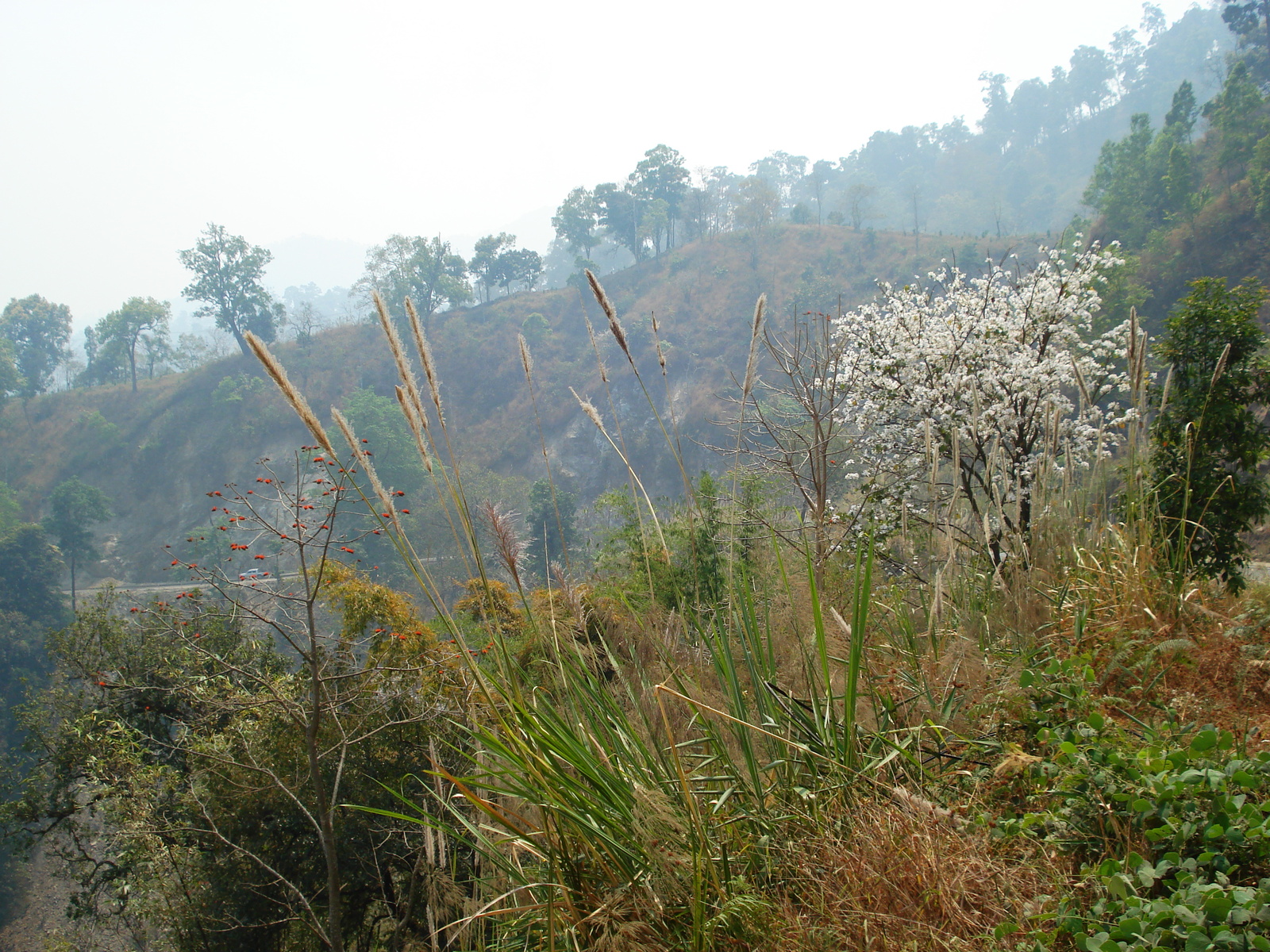 รูปถ่าย ไทย(Thailand) ถนนจากปางมะผ้าไปปาย(Pang Mapha to Pai road) 2007-02 66