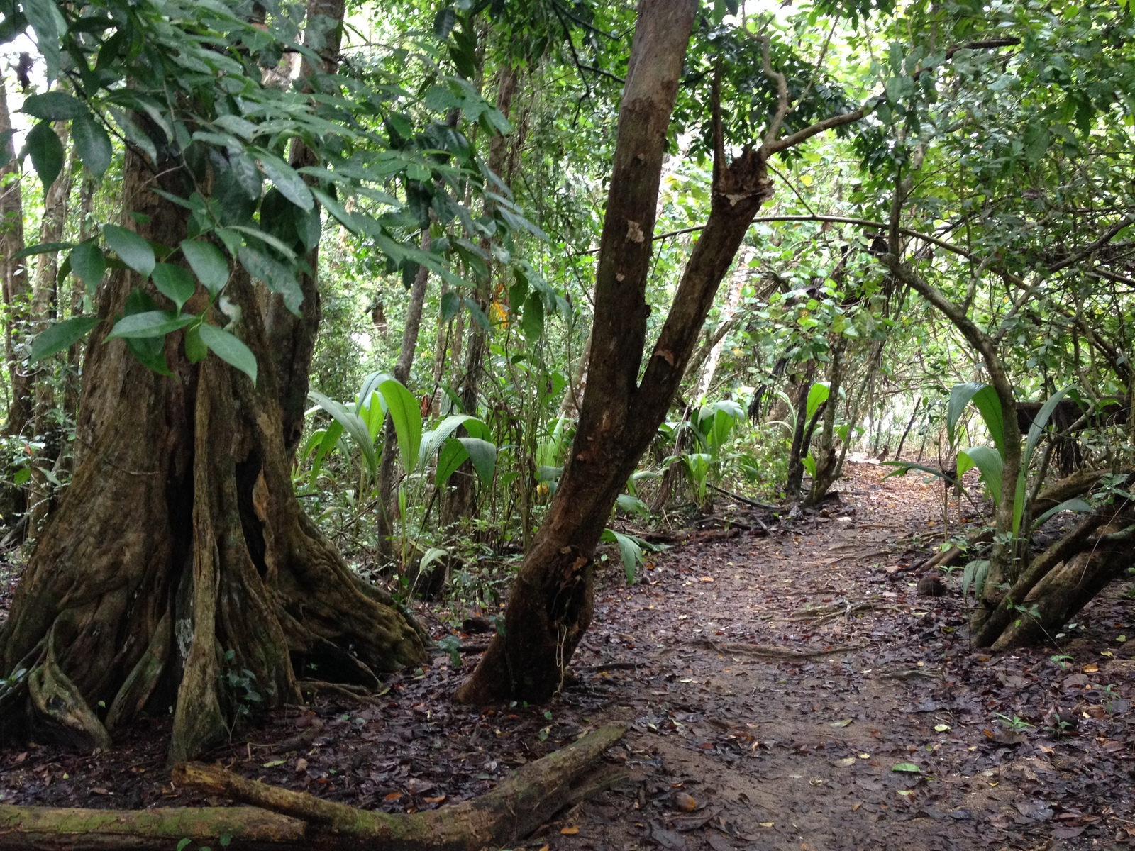 รูปถ่าย คอสตาริกา(Costa Rica) กาอุยตา(Cahuita) 2015-03 250