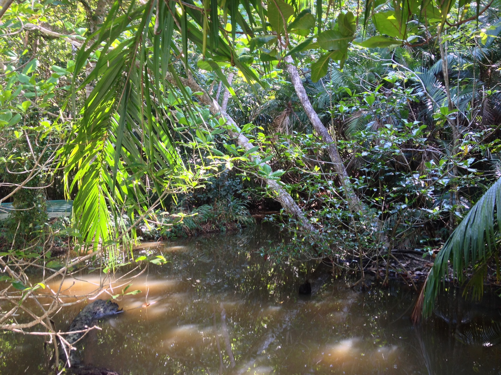 รูปถ่าย คอสตาริกา(Costa Rica) มานวยล์อันโตนีโอ(Manuel Antonio) 2015-03 57