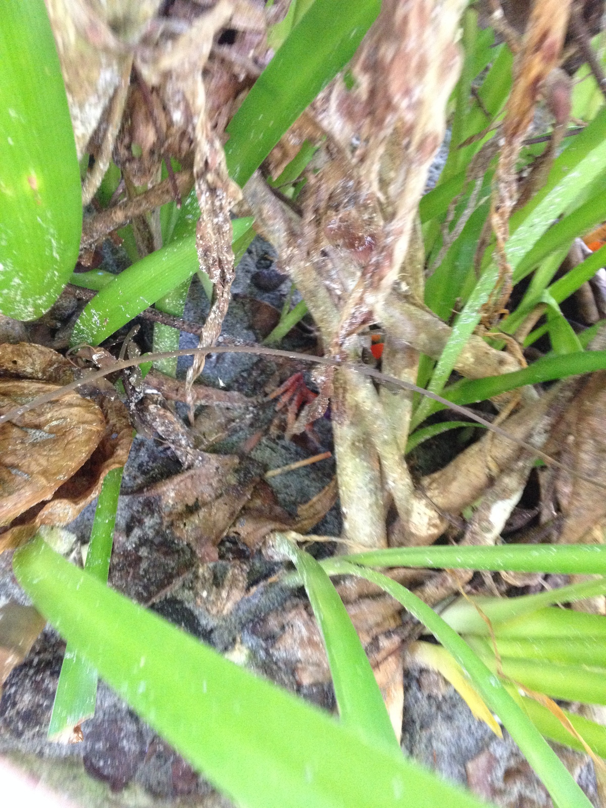 รูปถ่าย คอสตาริกา(Costa Rica) มานวยล์อันโตนีโอ(Manuel Antonio) 2015-03 91