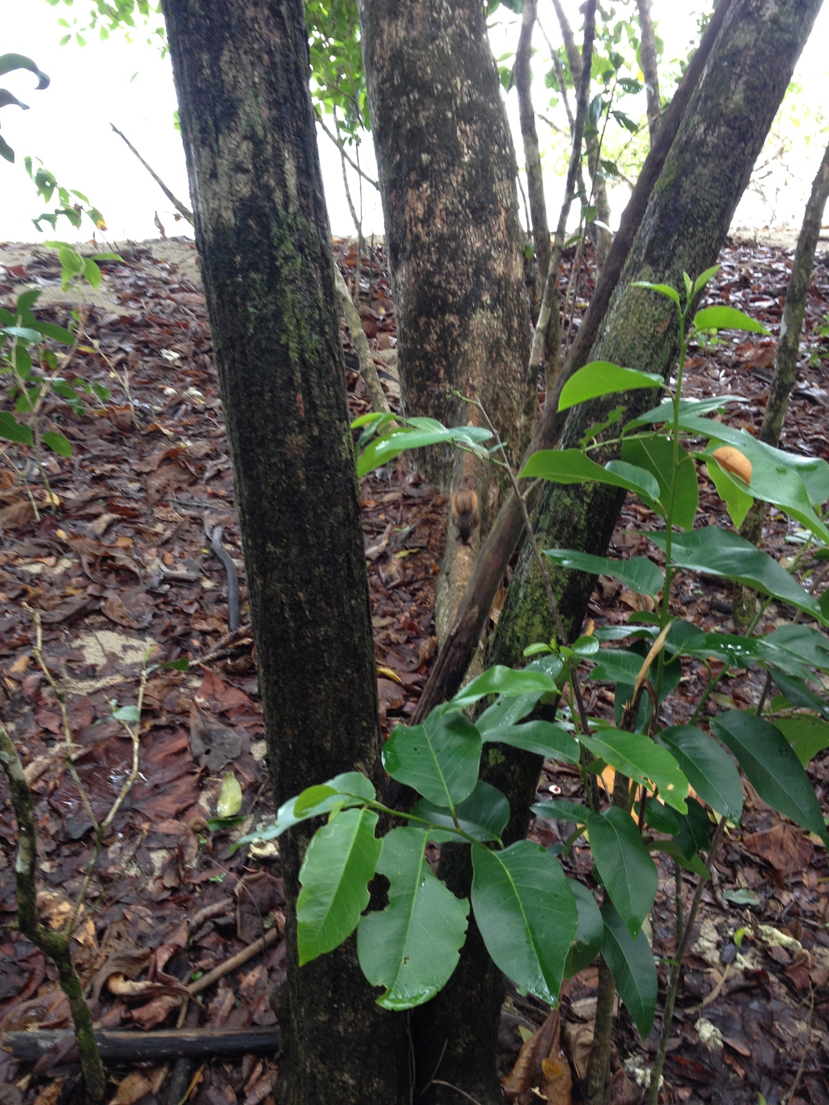 รูปถ่าย คอสตาริกา(Costa Rica) กาอุยตา(Cahuita) 2015-03 235
