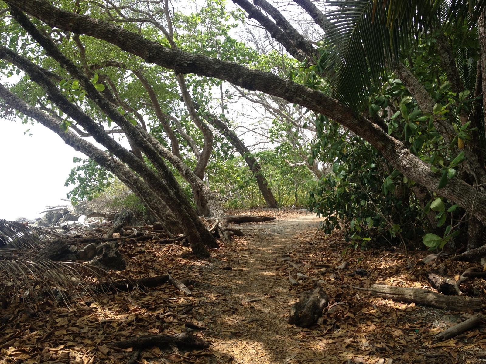 รูปถ่าย คอสตาริกา(Costa Rica) มอนเตซูมา(Montezuma) 2015-03 451