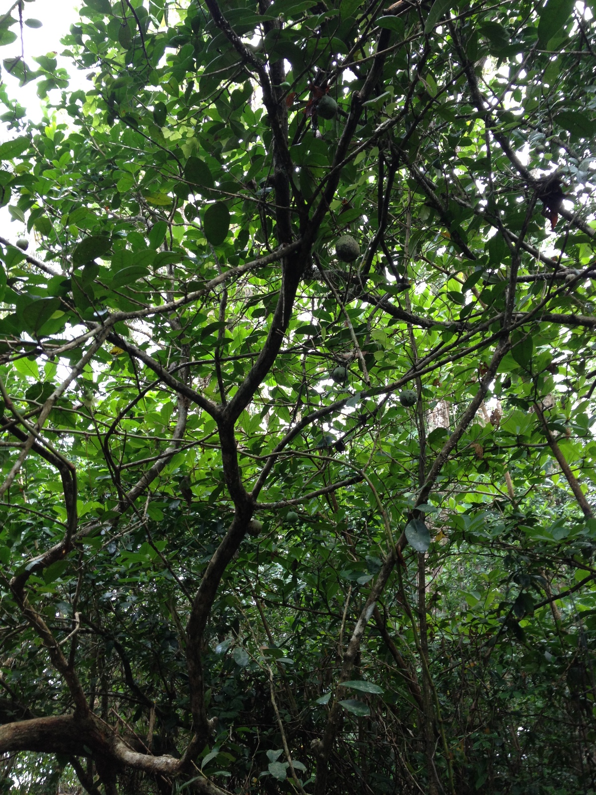 รูปถ่าย คอสตาริกา(Costa Rica) กาอุยตา(Cahuita) 2015-03 267