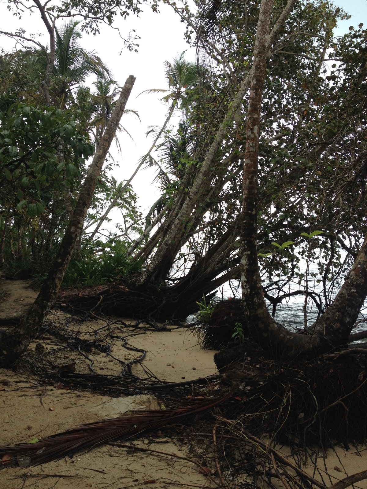 รูปถ่าย คอสตาริกา(Costa Rica) กาอุยตา(Cahuita) 2015-03 252