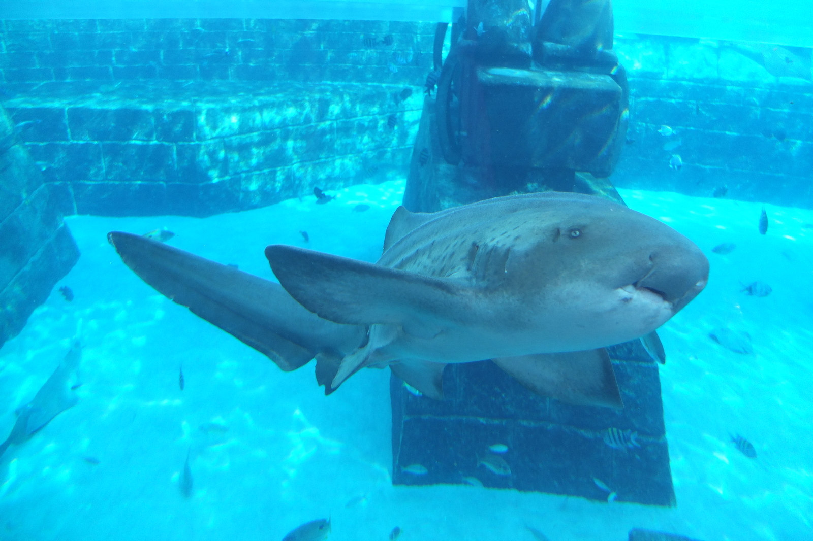 รูปถ่าย สหรัฐอาหรับเอมิเรตส์(United Arab Emirates) ดูไบ(Dubai) โรงแรมแอตแลนติส(Atlantis Hotel) 2014-02 9