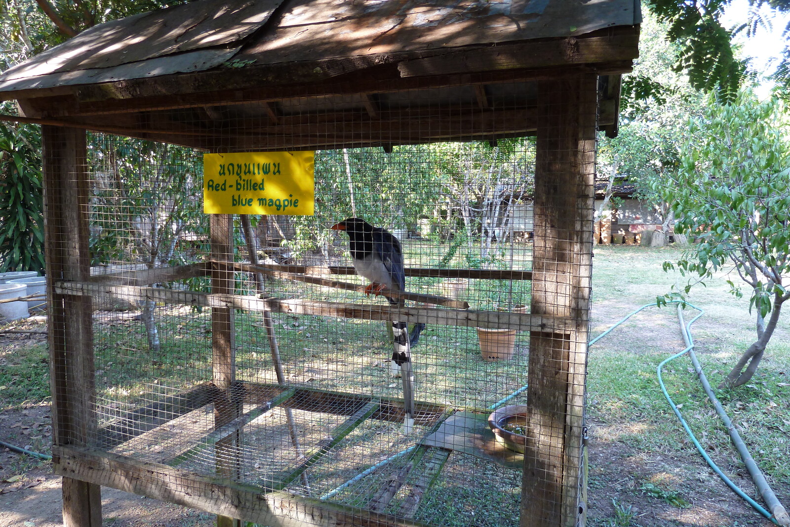 รูปถ่าย ไทย(Thailand) เชียงใหม่(Chiang Mai) ฟาร์มงูแม่สา(Mae Sa Snake Farm) 2010-12 27