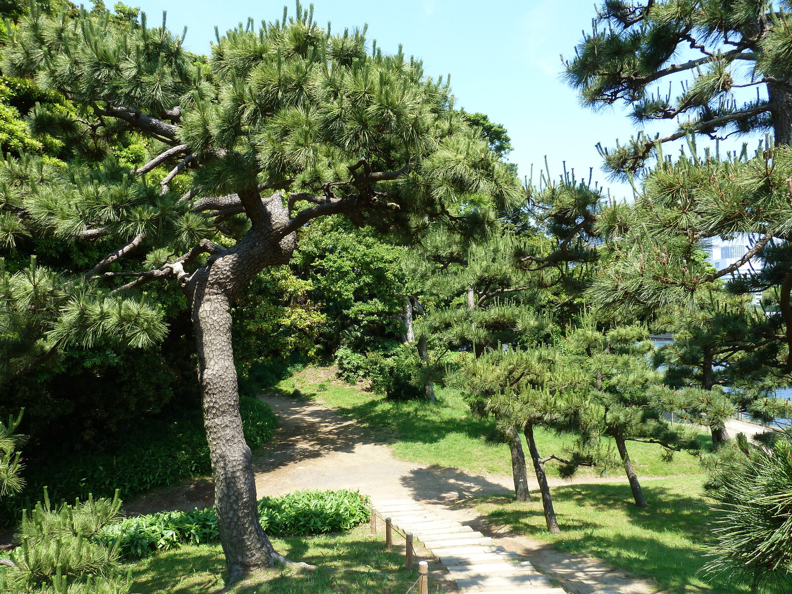 รูปถ่าย ญี่ปุ่น(Japan) โตเกียว(Tokyo) สวนฮามะริคิว(Hama rikyu Gardens) 2010-06 12