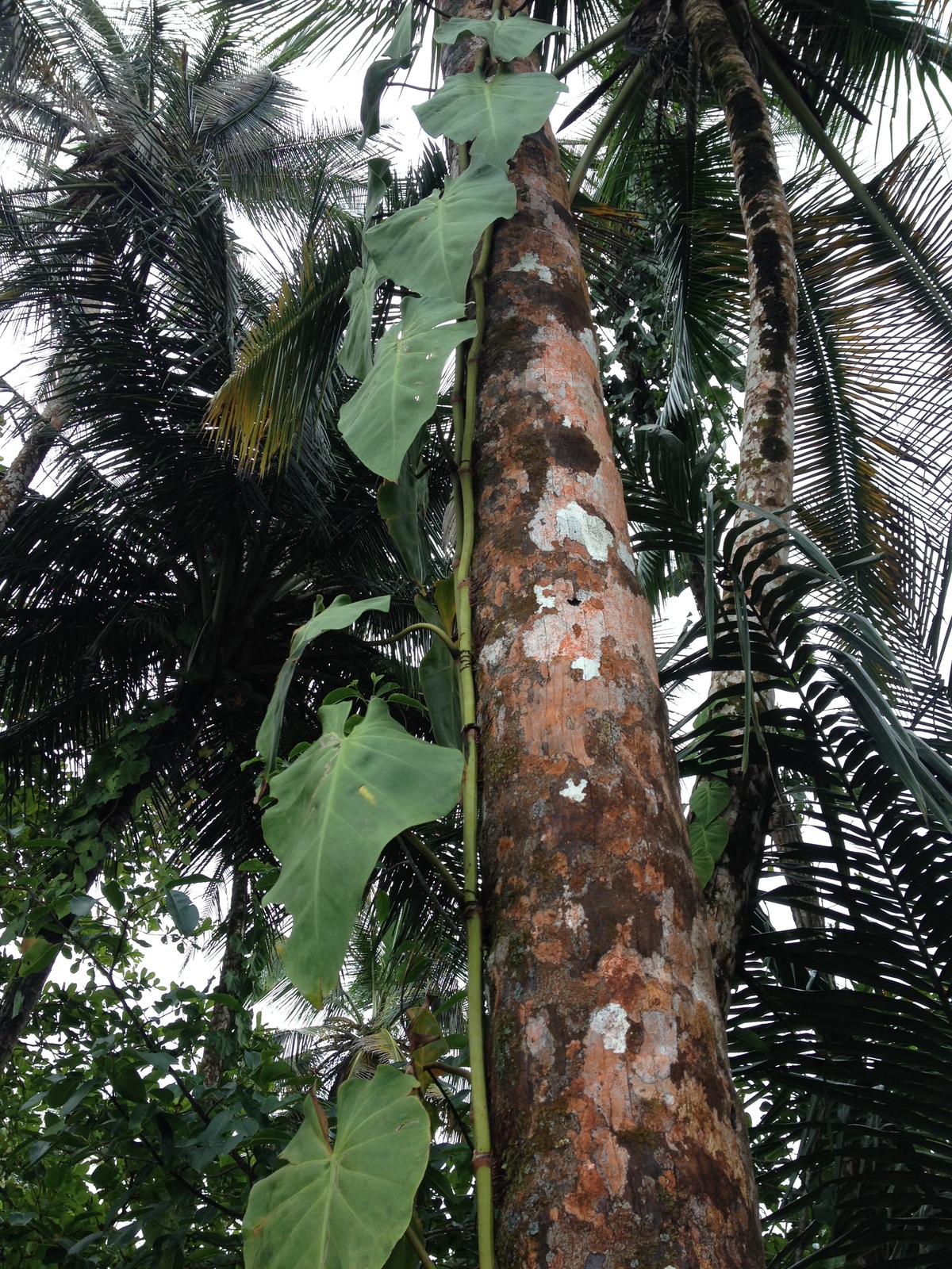 รูปถ่าย คอสตาริกา(Costa Rica) กาอุยตา(Cahuita) 2015-03 5