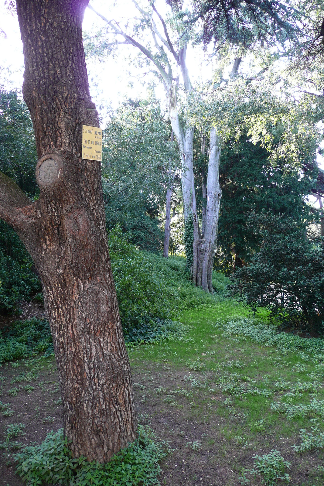 รูปถ่าย ฝรั่งเศส(France) ปารีส(Paris) สวนพันธ์ุพืช(Jardin des Plantes) 2007-08 70