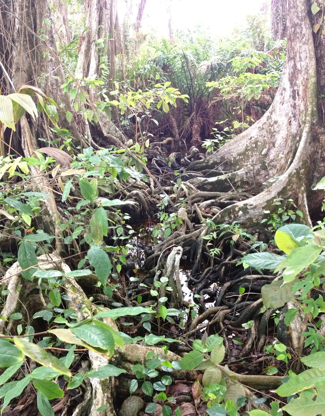รูปถ่าย คอสตาริกา(Costa Rica) กาอุยตา(Cahuita) 2015-03 6