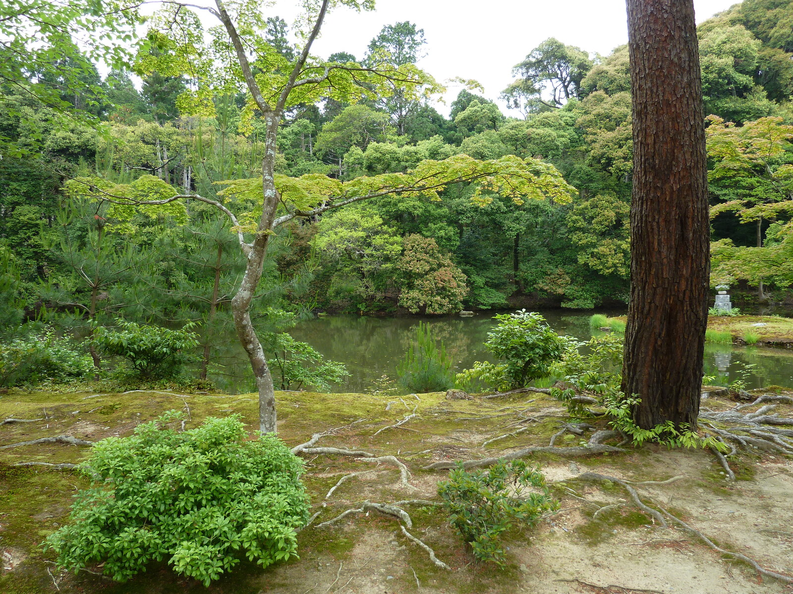 รูปถ่าย ญี่ปุ่น(Japan) เกียวโต(Kyoto) วัดคินกะกุจิ (ศาลาทอง)(Kinkakuji Temple(Golden Pavilion)) 2010-06 42