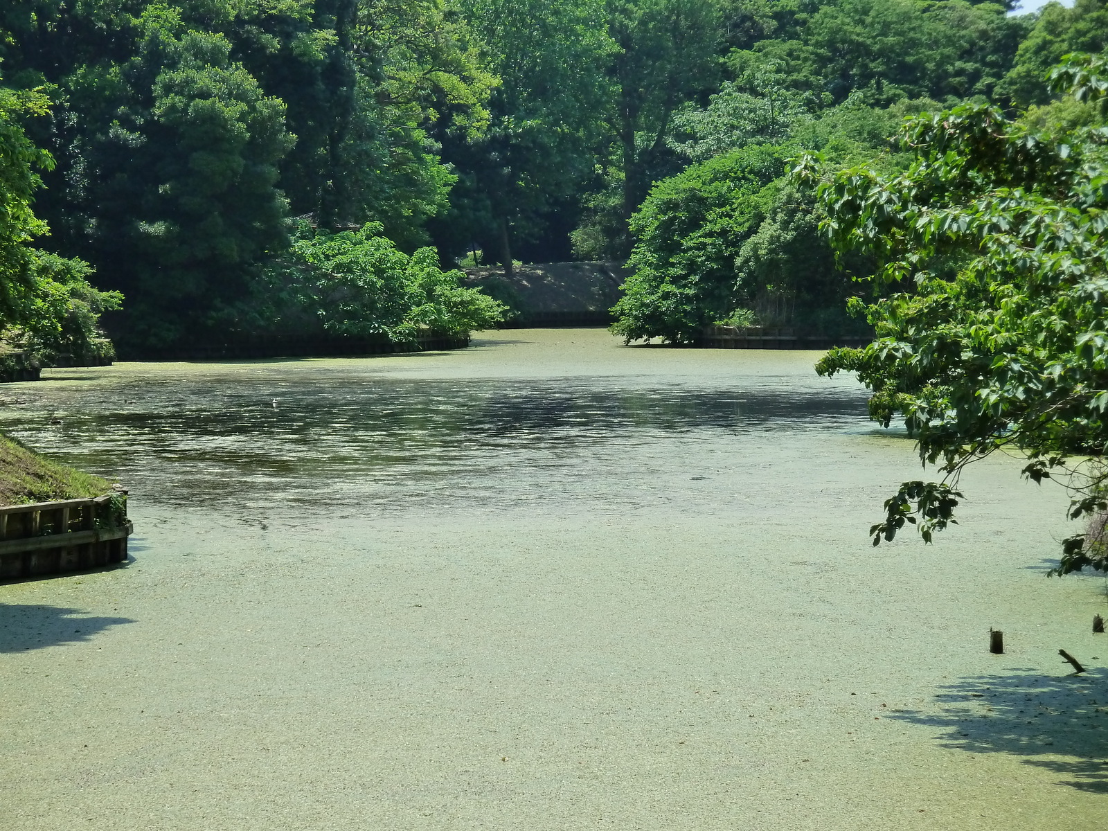 รูปถ่าย ญี่ปุ่น(Japan) โตเกียว(Tokyo) สวนฮามะริคิว(Hama rikyu Gardens) 2010-06 26