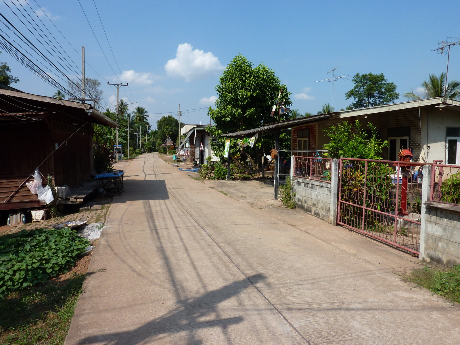 รูปถ่าย ไทย(Thailand) พิษณุโลก(Phitsanulok) จอมทอง(Chom Thong) 2009-12 51