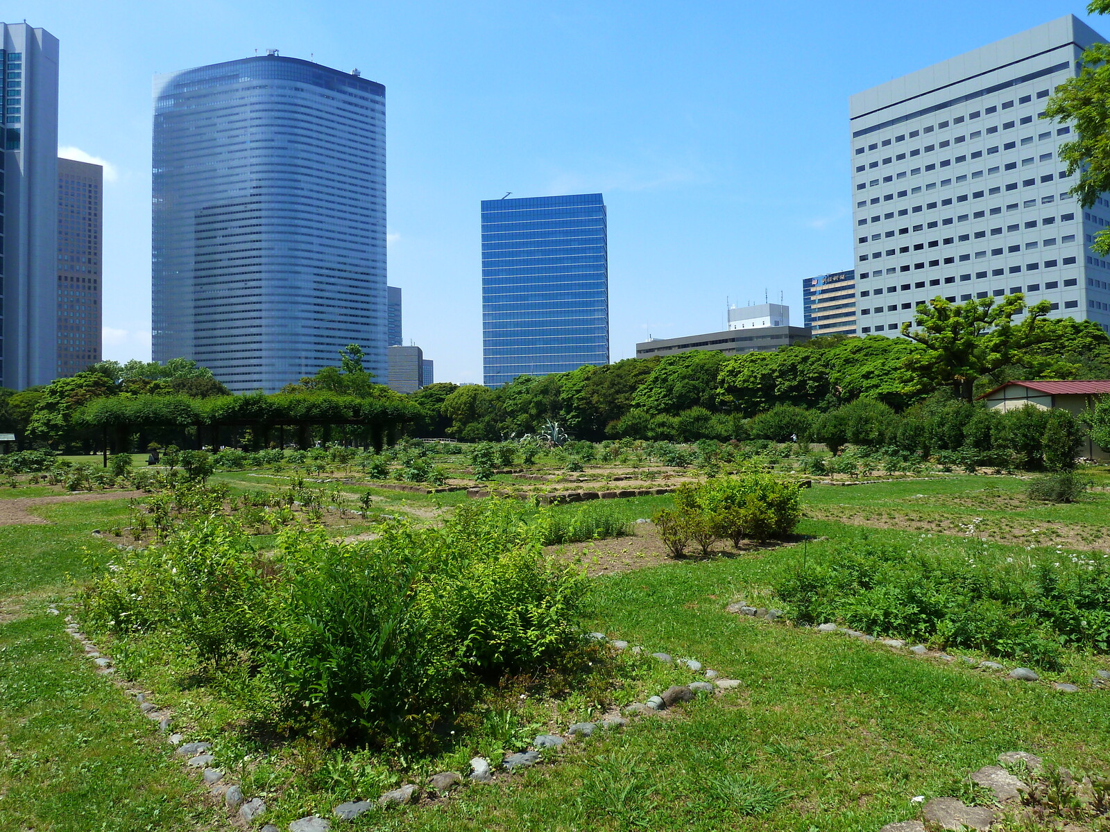 รูปถ่าย ญี่ปุ่น(Japan) โตเกียว(Tokyo) สวนฮามะริคิว(Hama rikyu Gardens) 2010-06 39