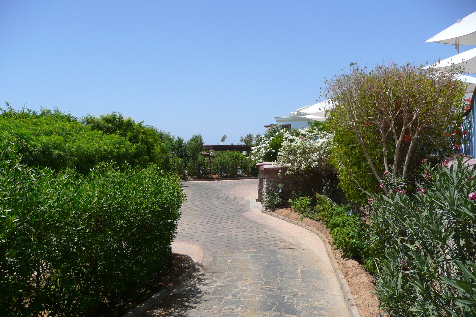 รูปถ่าย อียิปต์(Egypt) ชาร์มเอลชีค(Sharm el Sheikh) โรงแรมไฮแอต(Hyatt Hotel) 2008-06 16