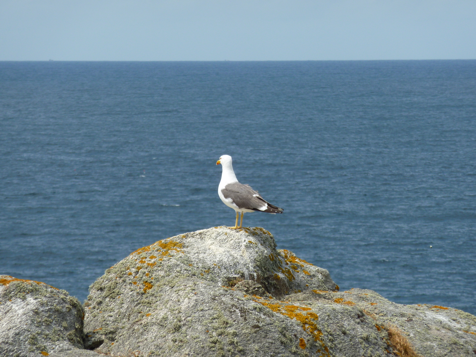 รูปถ่าย ฝรั่งเศส(France) เกาะดีเยอ(Ile d'yeu) 2009-07 40