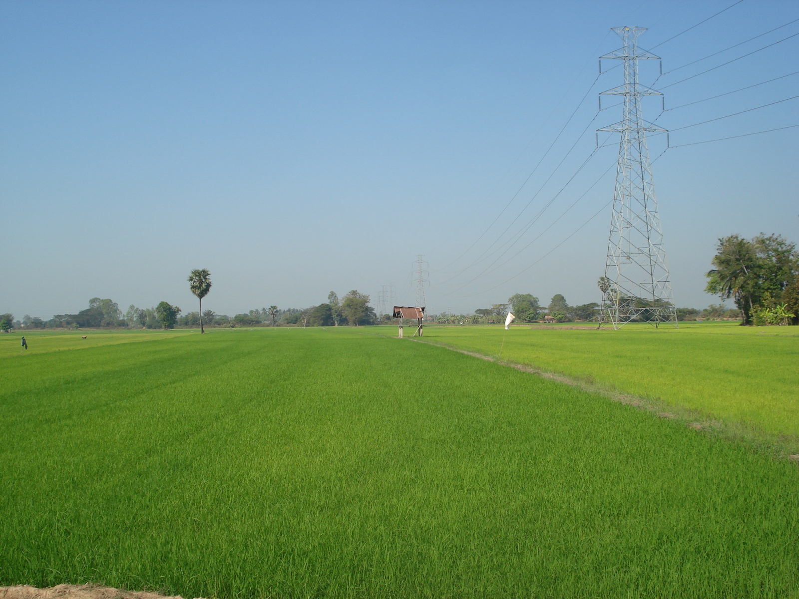 รูปถ่าย ไทย(Thailand) พิษณุโลก(Phitsanulok) 2008-01 3