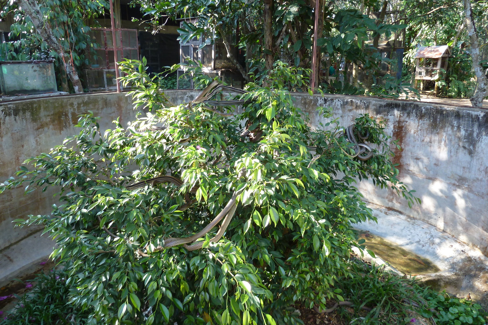 รูปถ่าย ไทย(Thailand) เชียงใหม่(Chiang Mai) ฟาร์มงูแม่สา(Mae Sa Snake Farm) 2010-12 81