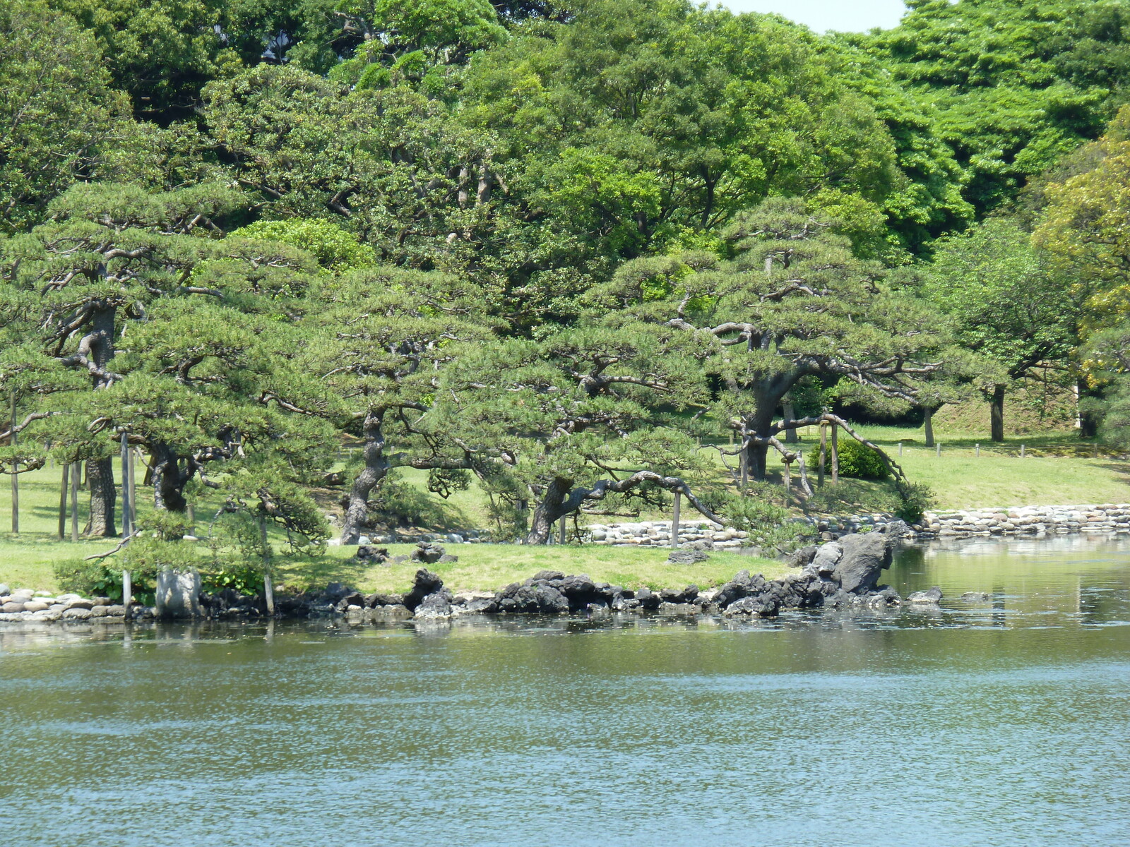 รูปถ่าย ญี่ปุ่น(Japan) โตเกียว(Tokyo) สวนฮามะริคิว(Hama rikyu Gardens) 2010-06 45