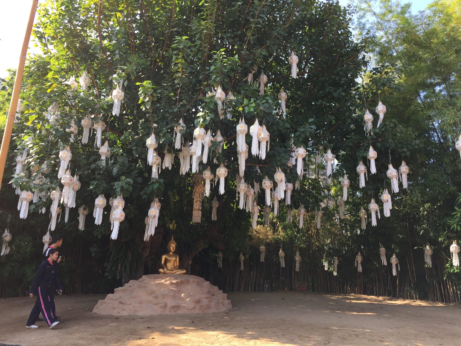 รูปถ่าย ไทย(Thailand) เชียงใหม่(Chiang Mai) 2014-12 59