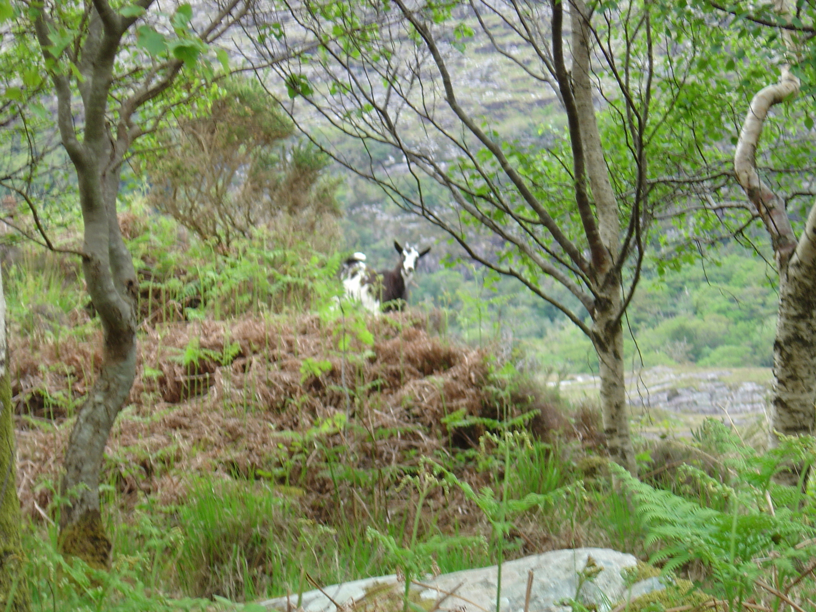 รูปถ่าย ไอร์แลนด์(Ireland) เคอร์รี่(Kerry) สวนสาธารณะคิลลาร์นีย์เนชั่นเนล(Killarney National Park) 2004-05 12