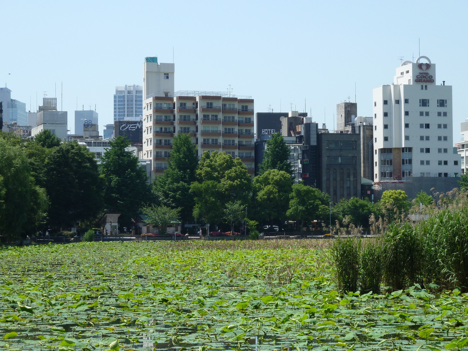 รูปถ่าย ญี่ปุ่น(Japan) โตเกียว(Tokyo) อุเอโนะ(Ueno) 2010-06 78
