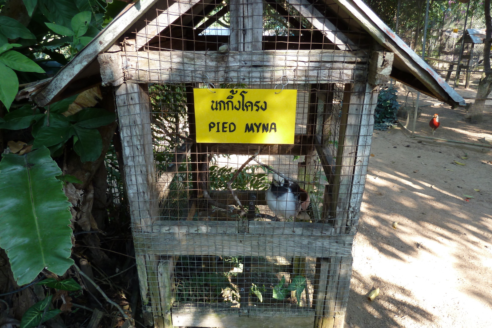 รูปถ่าย ไทย(Thailand) เชียงใหม่(Chiang Mai) ฟาร์มงูแม่สา(Mae Sa Snake Farm) 2010-12 19