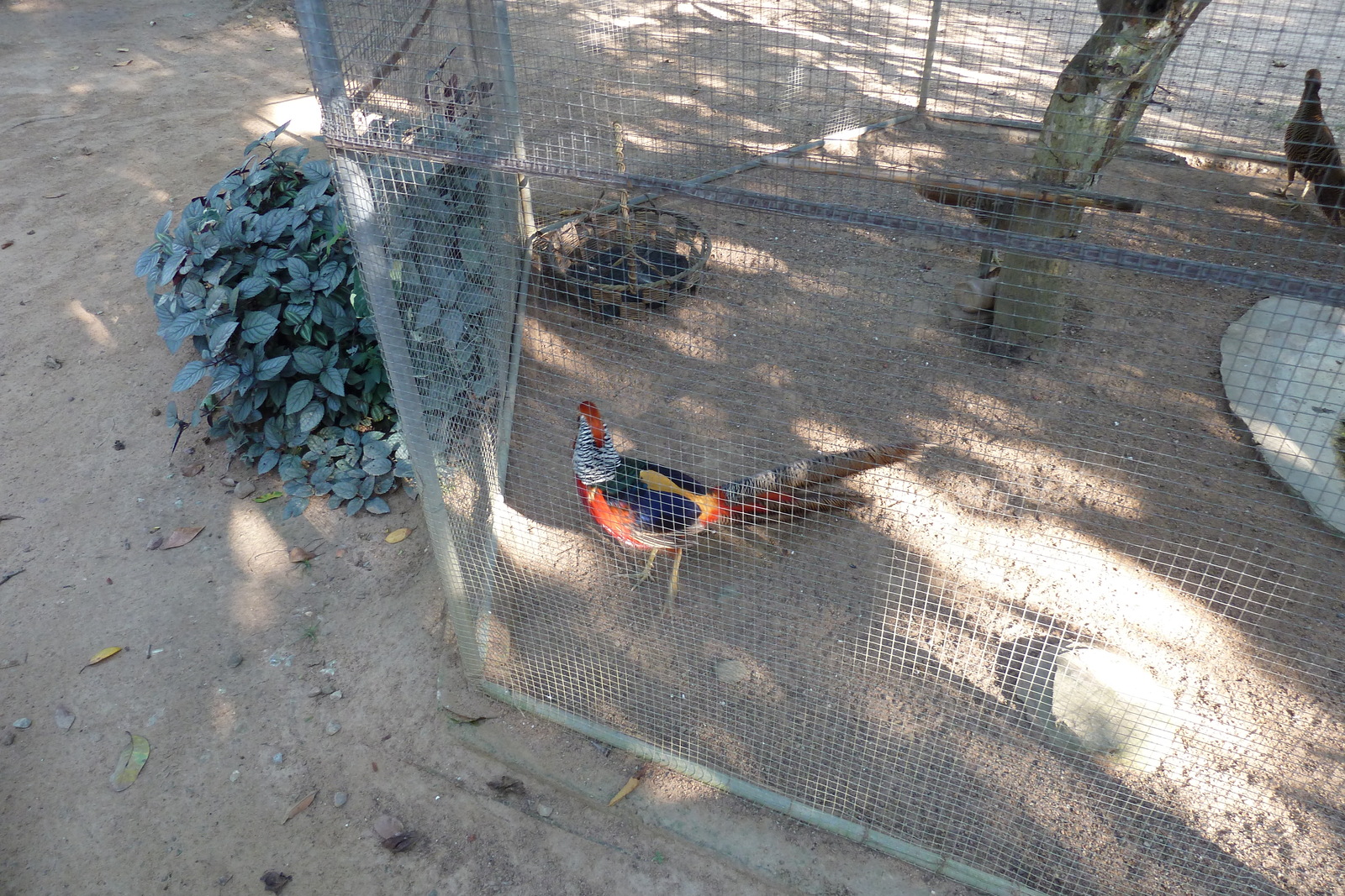 รูปถ่าย ไทย(Thailand) เชียงใหม่(Chiang Mai) ฟาร์มงูแม่สา(Mae Sa Snake Farm) 2010-12 71