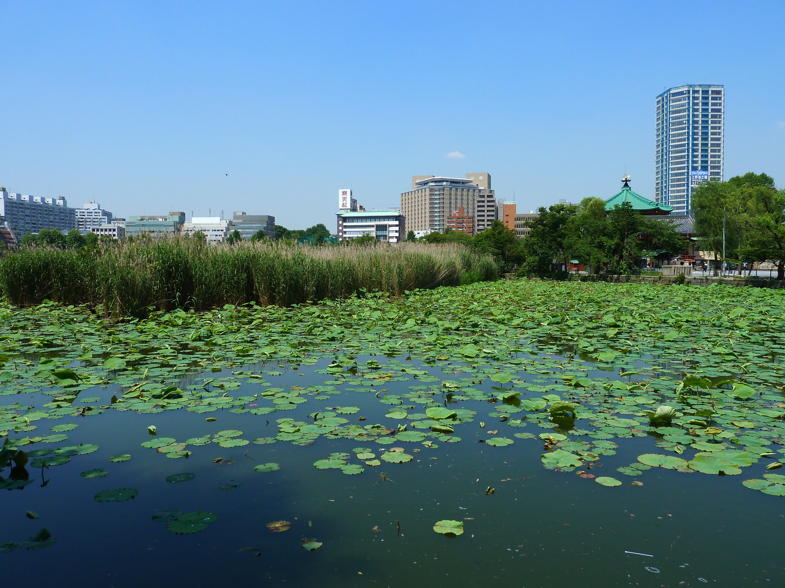 รูปถ่าย ญี่ปุ่น(Japan) โตเกียว(Tokyo) อุเอโนะ(Ueno) 2010-06 62