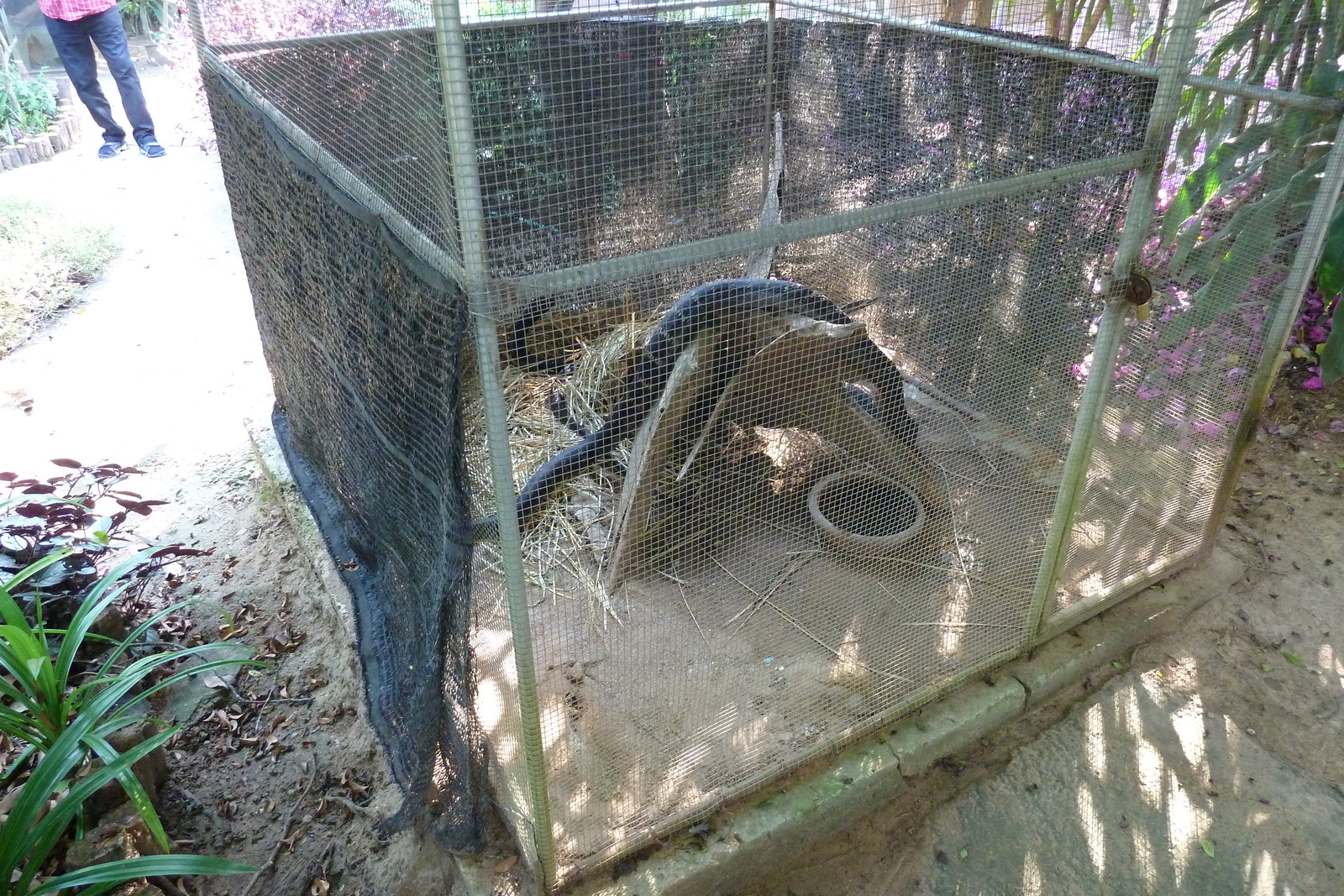 รูปถ่าย ไทย(Thailand) เชียงใหม่(Chiang Mai) ฟาร์มงูแม่สา(Mae Sa Snake Farm) 2010-12 48
