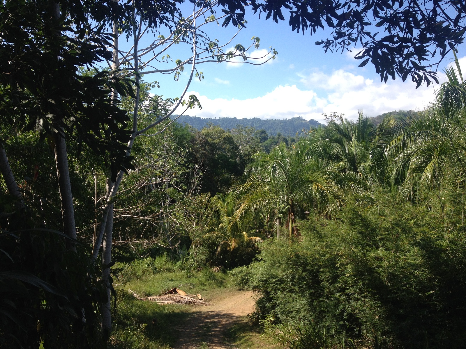 รูปถ่าย คอสตาริกา(Costa Rica) อูบีตา(Uvita) 2015-03 22