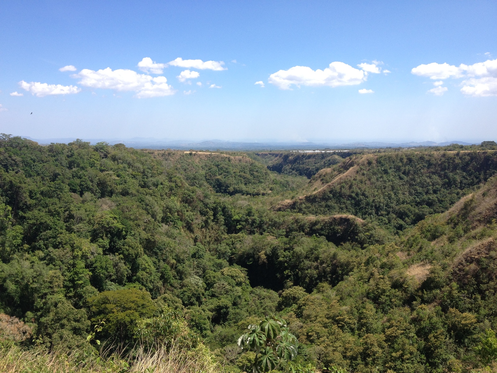 รูปถ่าย ปานามา(Panama) โบเกเต(Boquete) 2015-03 135
