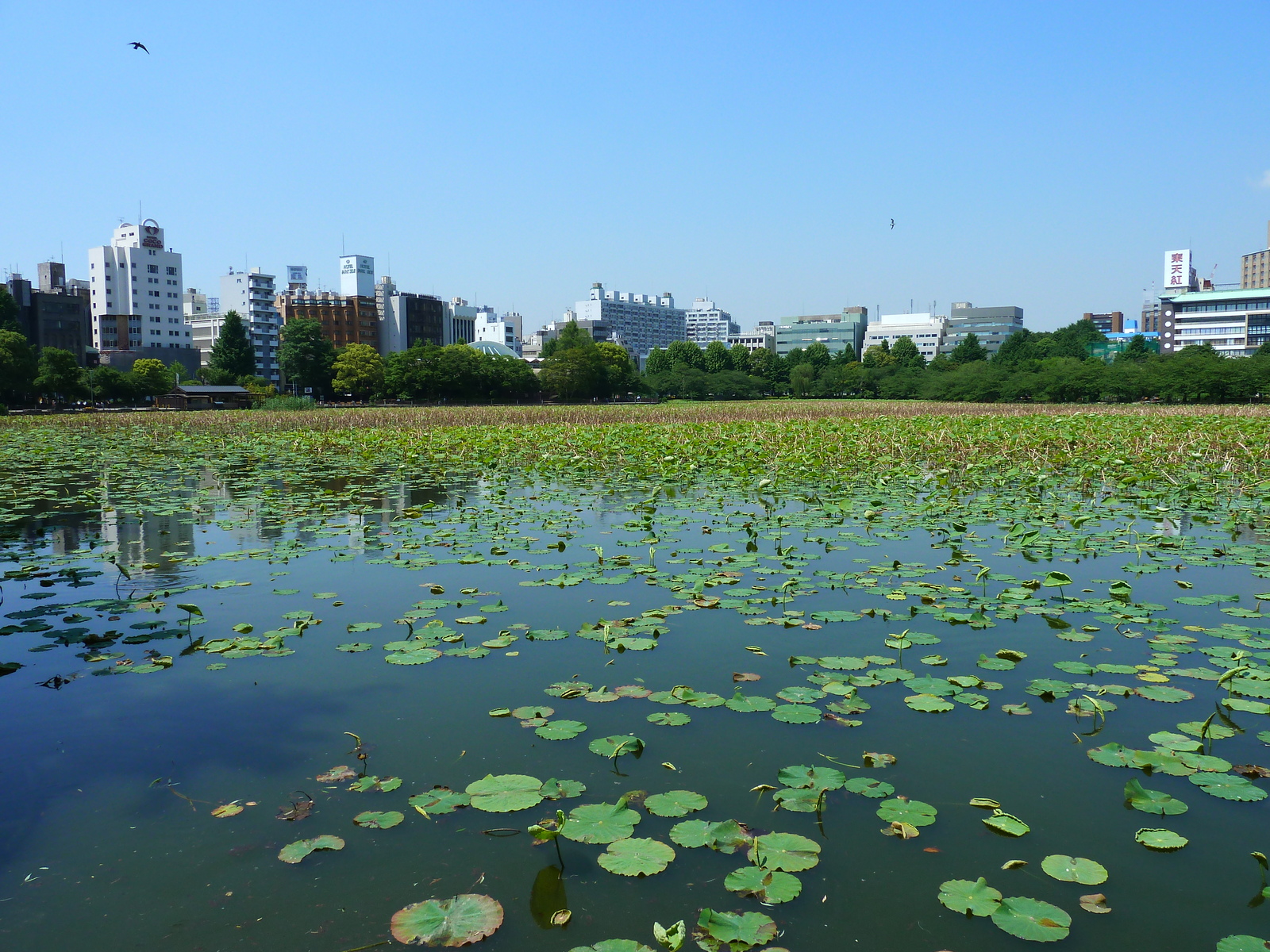 รูปถ่าย ญี่ปุ่น(Japan) โตเกียว(Tokyo) 2010-06 41