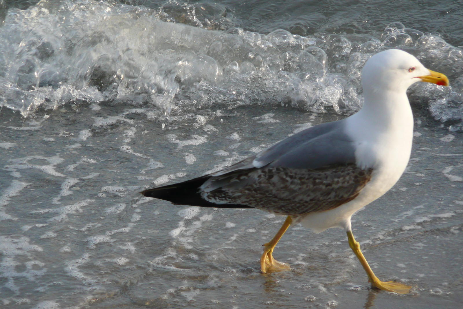 รูปถ่าย ฝรั่งเศส(France) คานส์(Cannes) หาดทราย(Beach) 2008-04 52