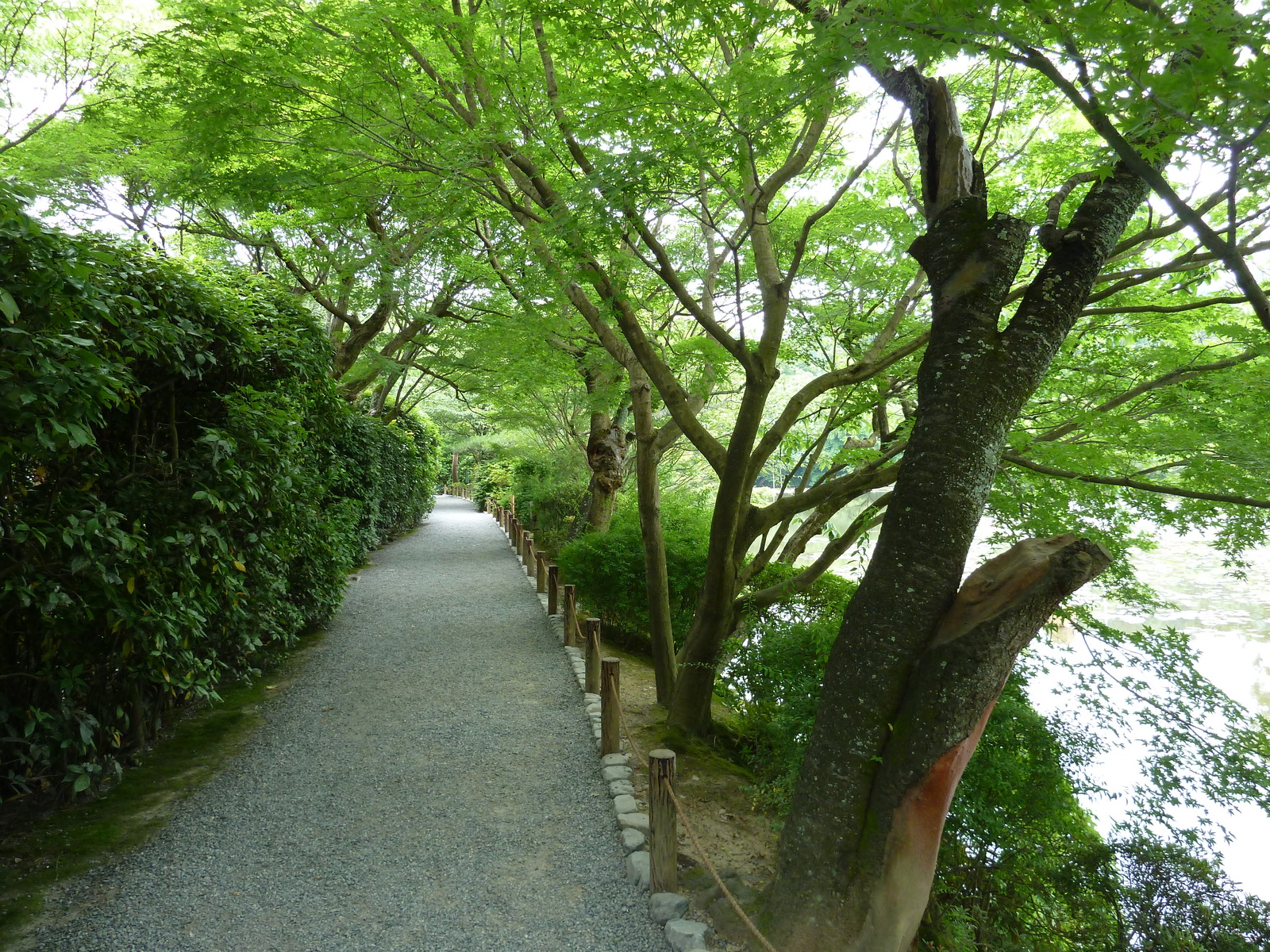 รูปถ่าย ญี่ปุ่น(Japan) เกียวโต(Kyoto) วัดเรียวอันจิ(Ryoanji Temple) 2010-06 49