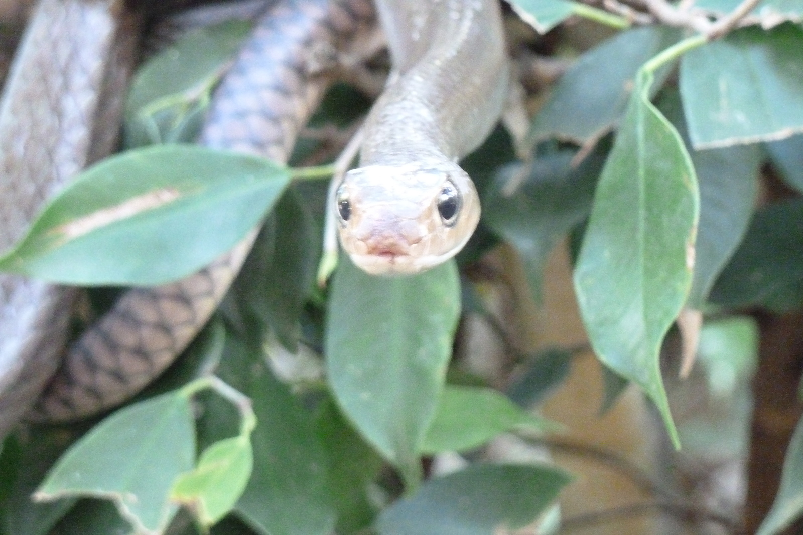 รูปถ่าย ไทย(Thailand) เชียงใหม่(Chiang Mai) ฟาร์มงูแม่สา(Mae Sa Snake Farm) 2010-12 66
