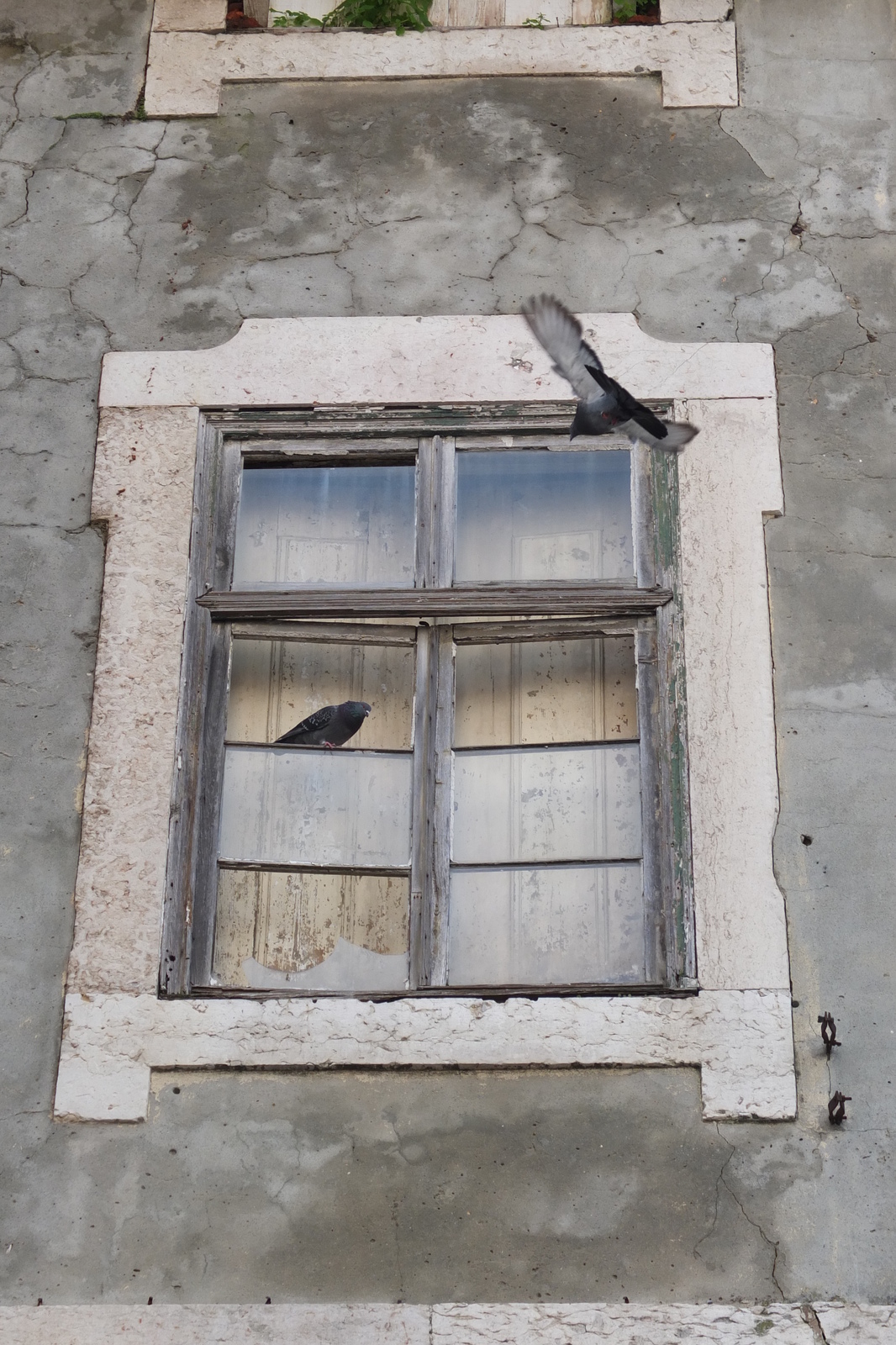 รูปถ่าย โปรตุเกส(Portugal) ลิสบอน(Lisbon) 2013-01 208