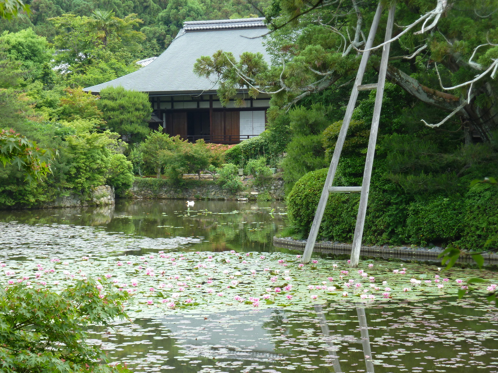 รูปถ่าย ญี่ปุ่น(Japan) 2010-06 62