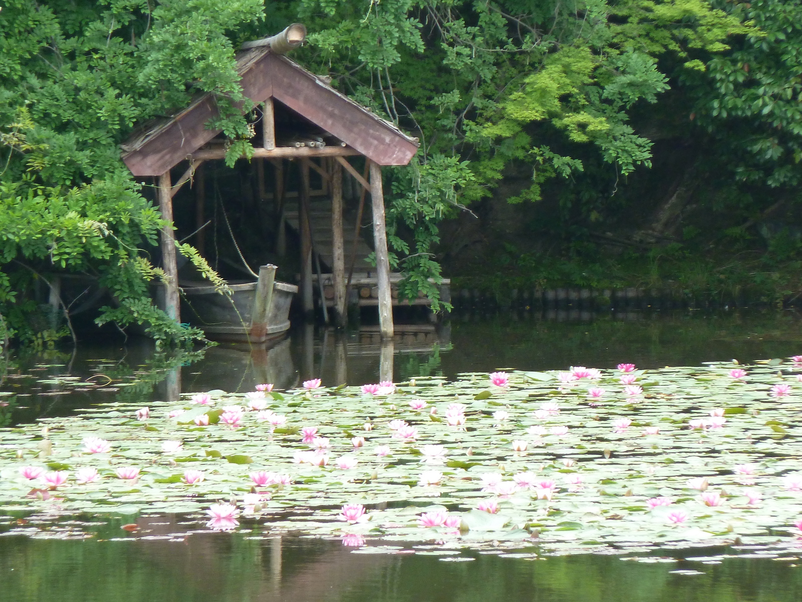 รูปถ่าย ญี่ปุ่น(Japan) เกียวโต(Kyoto) วัดเรียวอันจิ(Ryoanji Temple) 2010-06 75