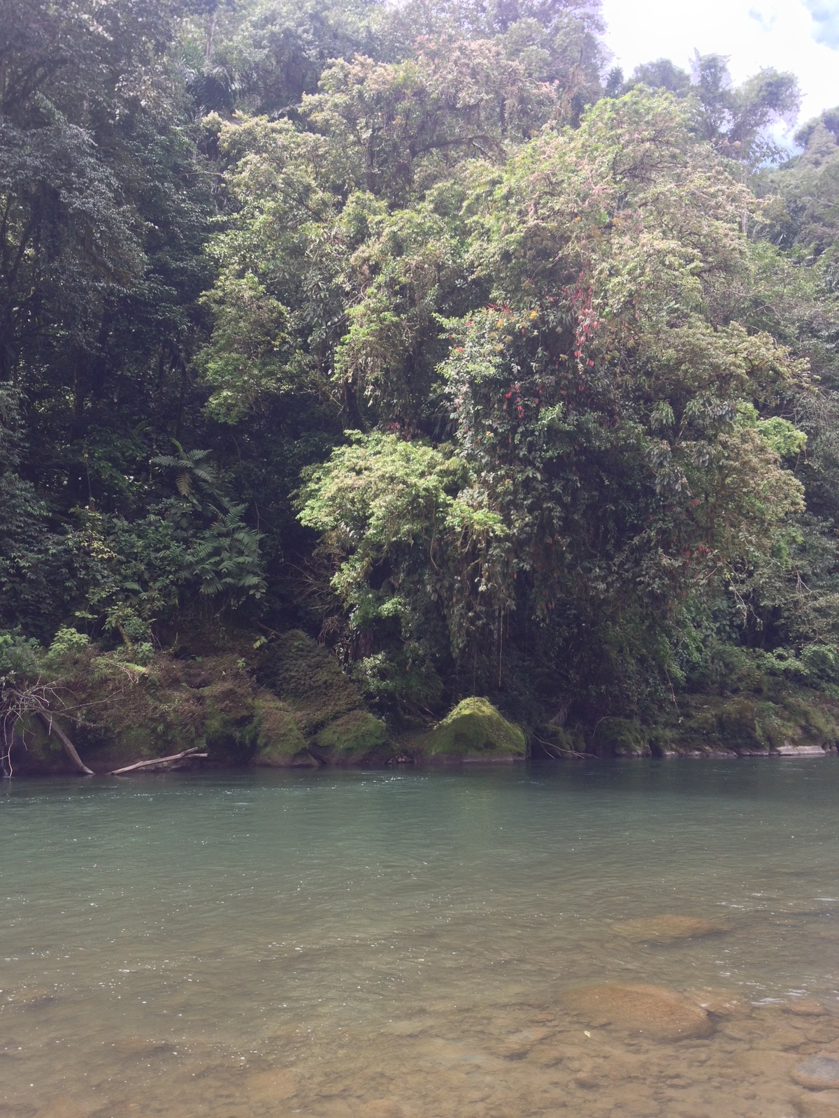 รูปถ่าย คอสตาริกา(Costa Rica) แม่น้ำปากัวเร(Pacuare River) 2015-03 174