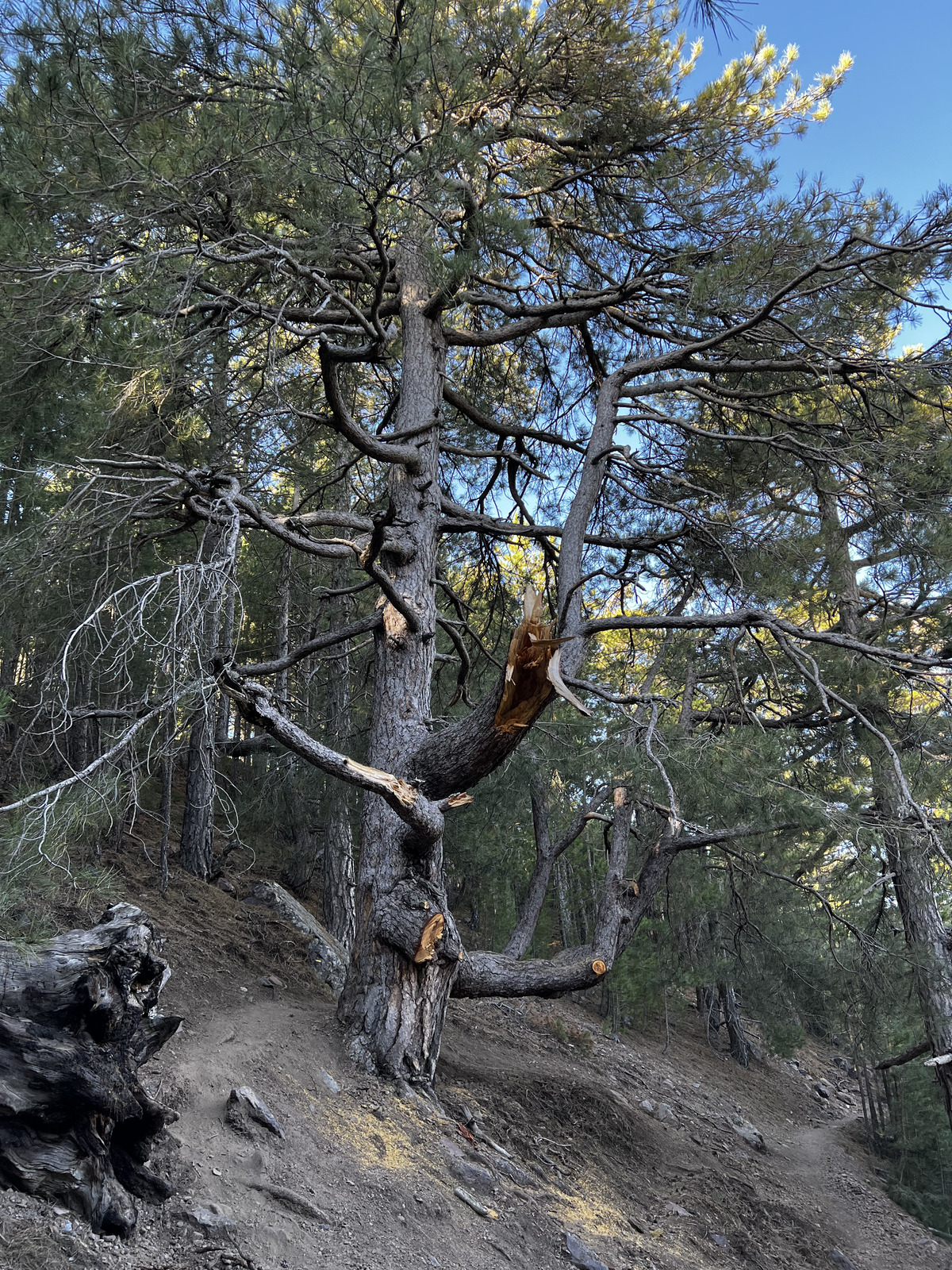 รูปถ่าย ฝรั่งเศส(France) คอร์สิคา(Corsica) ภูเขามอนเตชินโต(Monte Cinto) 2023-10 79