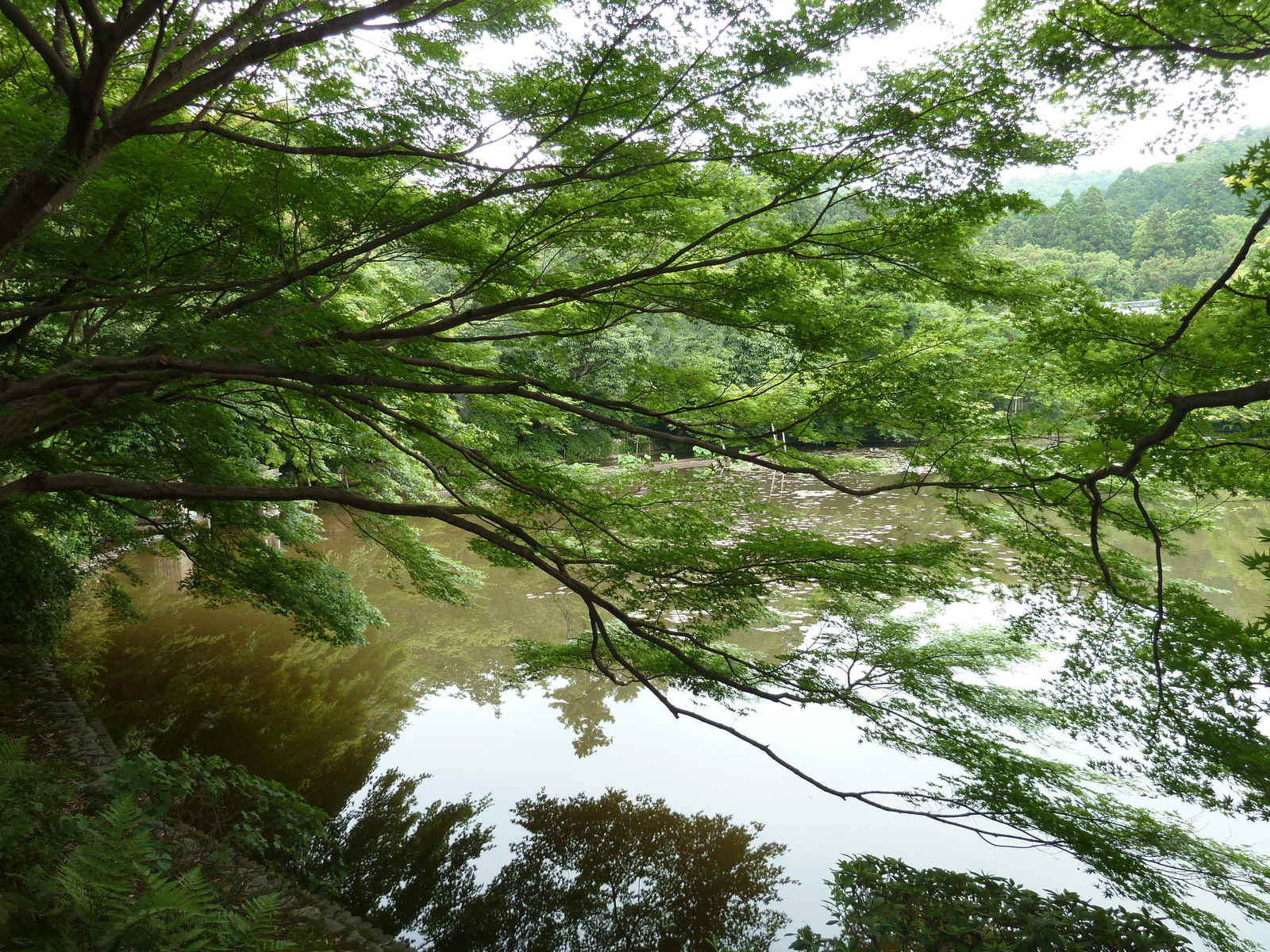 รูปถ่าย ญี่ปุ่น(Japan) เกียวโต(Kyoto) วัดเรียวอันจิ(Ryoanji Temple) 2010-06 33