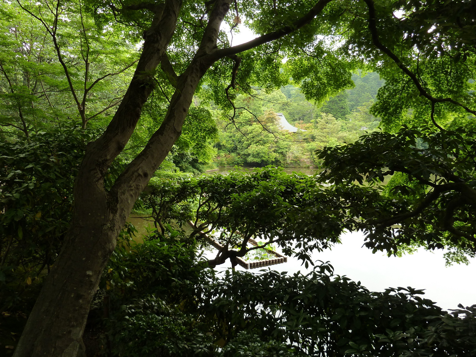 รูปถ่าย ญี่ปุ่น(Japan) เกียวโต(Kyoto) วัดเรียวอันจิ(Ryoanji Temple) 2010-06 47