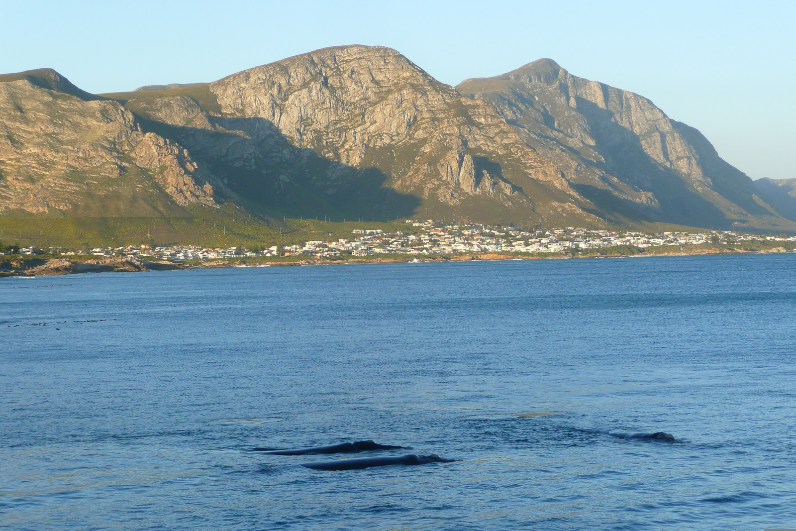 รูปถ่าย แอฟริกาใต้(South Africa) เฮอร์มานัส(Harmanus) 2008-09 169