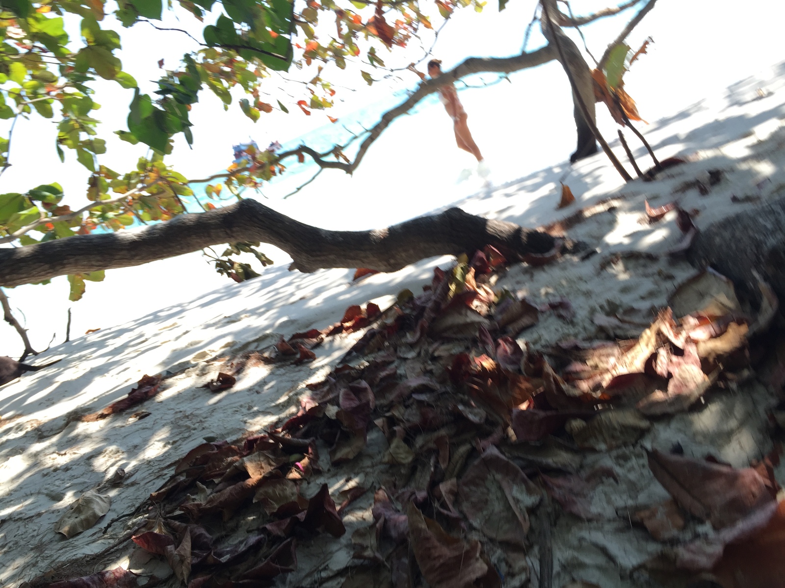รูปถ่าย ไทย(Thailand) เกาะเสม็ด(Ko Samet) 2016-01 88