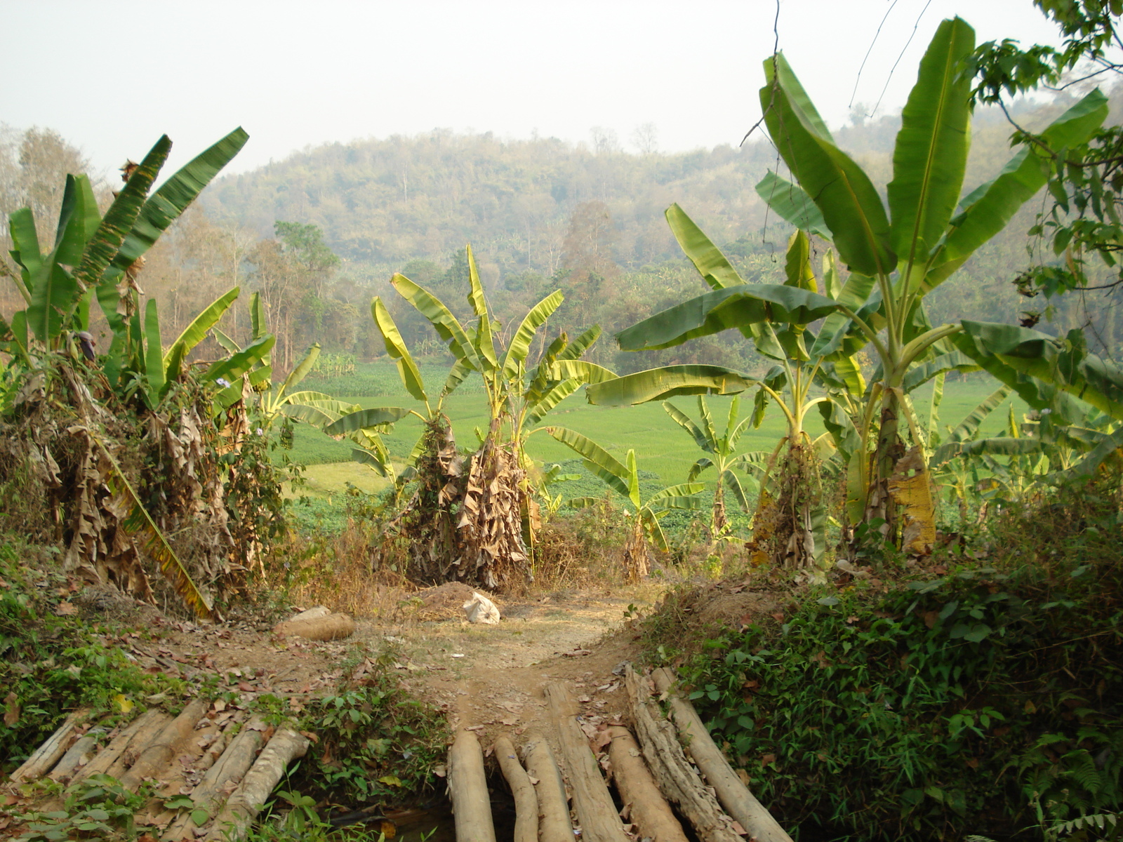 รูปถ่าย ไทย(Thailand) ถนนจากเชียงใหม่ไปปาย(Chiang Mai to Pai road) 2007-02 178