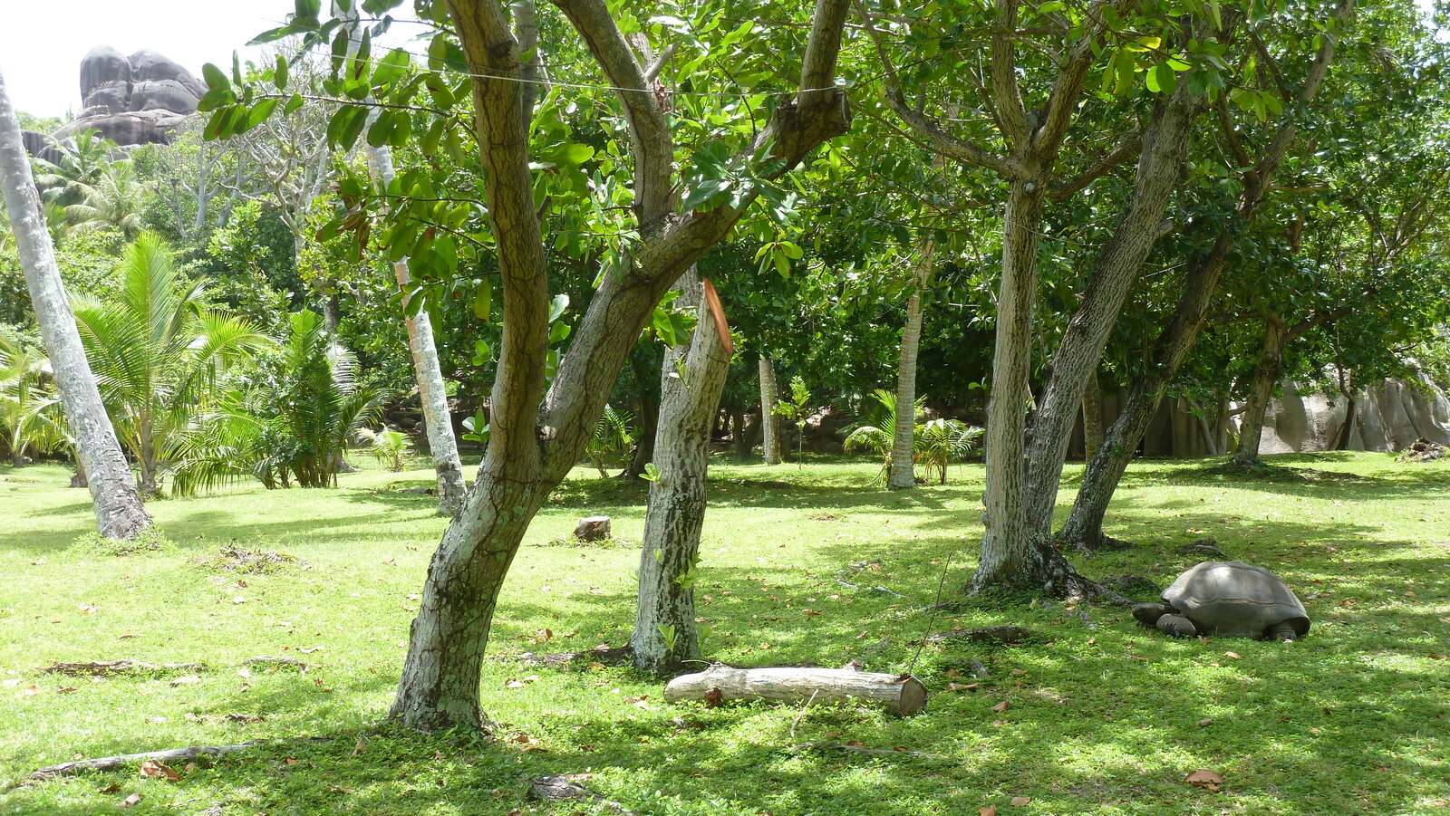 รูปถ่าย เซเชลส์(Seychelles) เกาะกร็องด์เซอร์(Grande Soeur) 2011-10 37