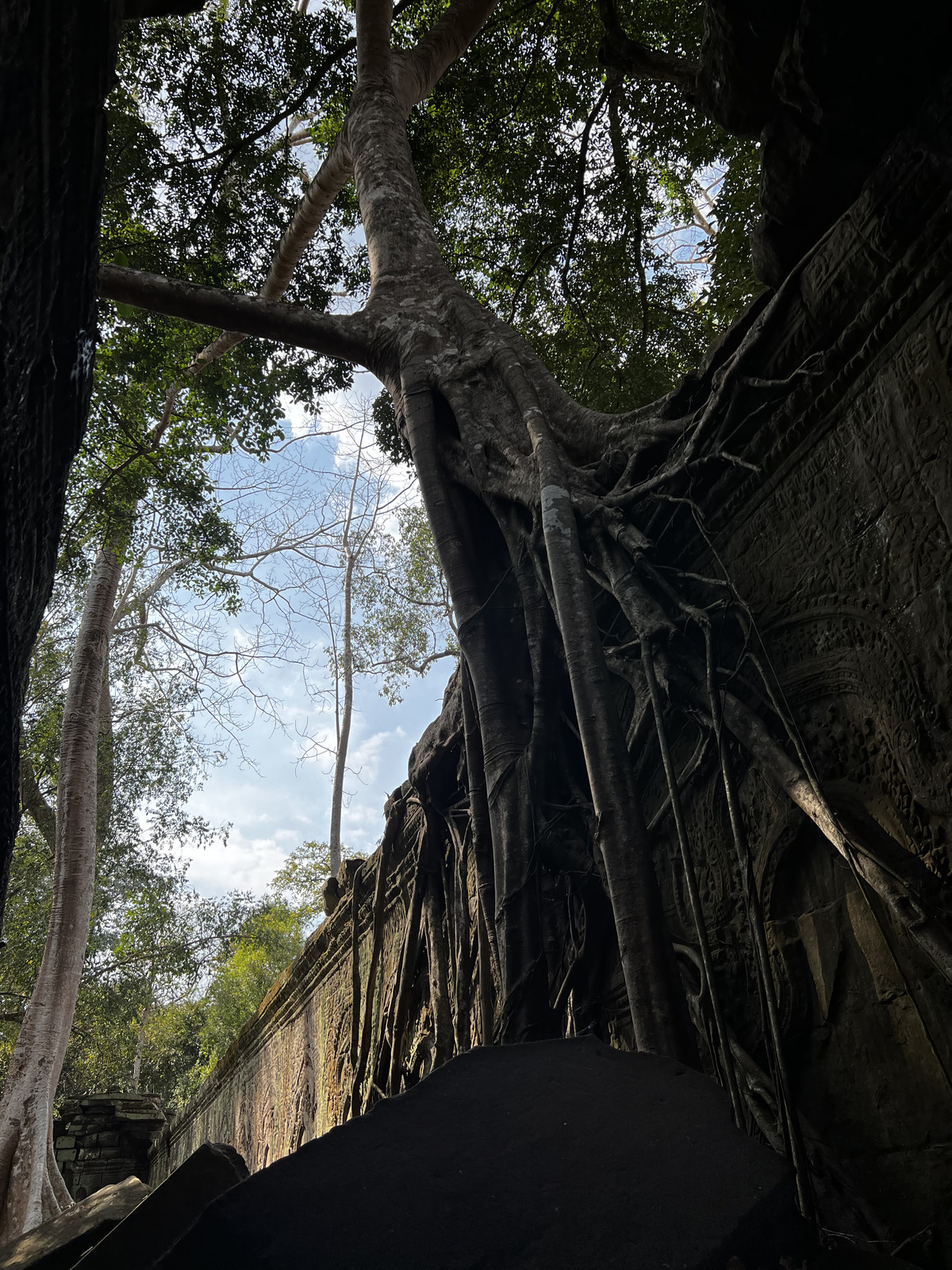 รูปถ่าย กัมพูชา(Cambodia) เสียมราฐ(Siem Reap) ปราสาทตาพรหม(Ta Prohm) 2023-01 4